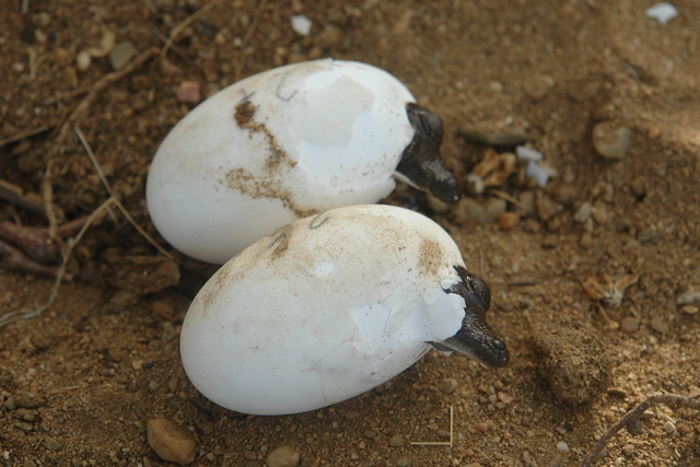 Programa de Conservación comunitaria del Caimán aguja