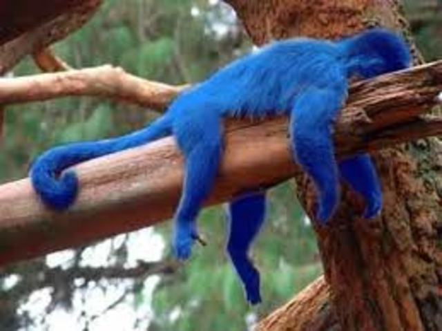 kids find a talking blue monkey