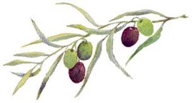 The Olive Branch Peititon