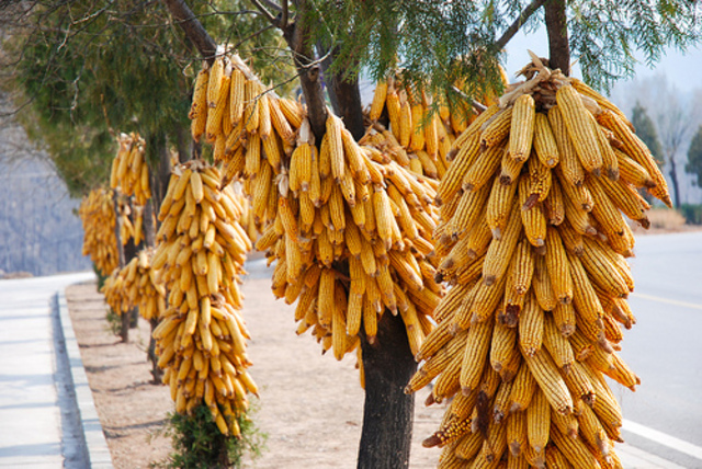 Corn Spreads to China
