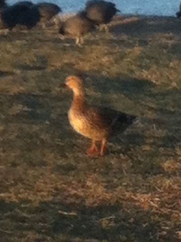 First day of Bird Week