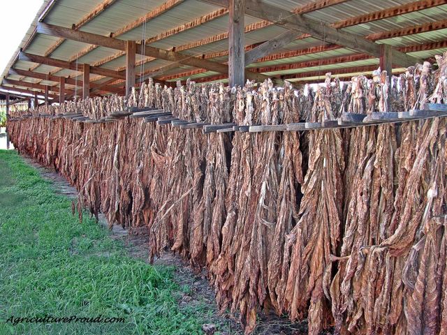 Act declared for the suppression of runaways