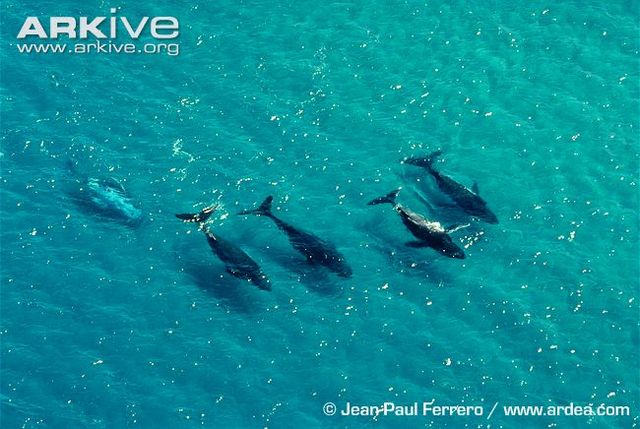 Anticipating our fathers