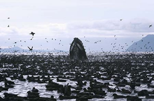 Migrating To the Krill