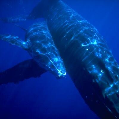 Timeline: whales life