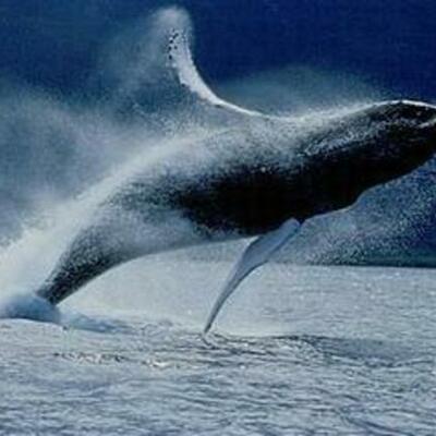 Timeline: Tuskre's Timeline