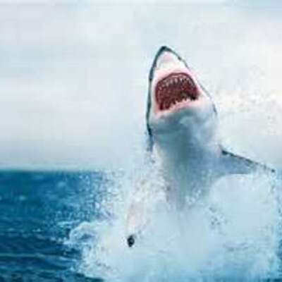 Timeline: Sharks in the Late 19th and Early 20th Centuries