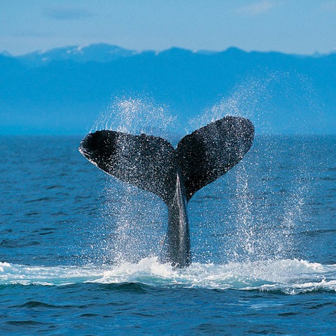 may my life go on for many many years