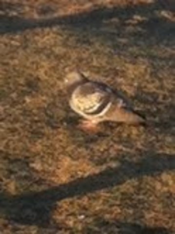 13 Feb, third day of big week