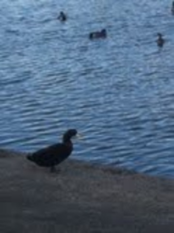 Fourth day of Big Week