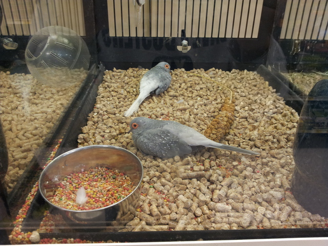 Sixth Day of Big Week