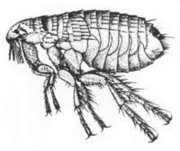 Bubonic Plague begins