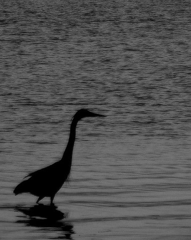 Publication of Rachel Carson's 'Silent Spring'
