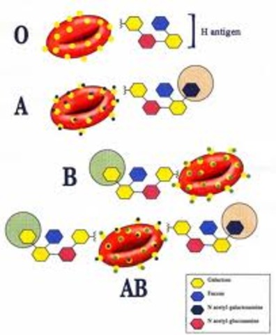 different blood cells dicovered
