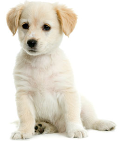 geting scout riley's dog