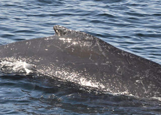 Losing half of my dorsal fin.