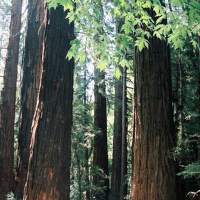 Timeline: Abby's Timeline