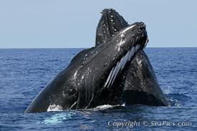 Musetta and I Join Our Lives