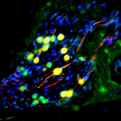Timeline: Development of the Cell Theory