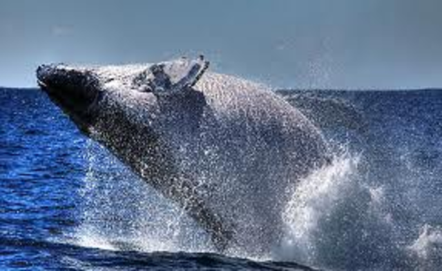 Musetta Learns That She Is Expecting a Calf