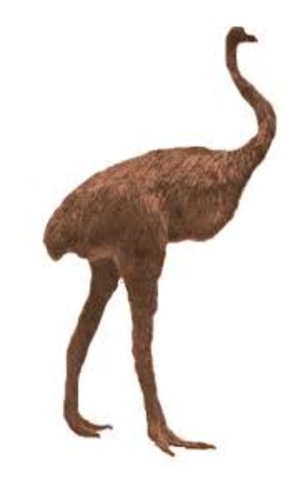 The Moa was probably extinct