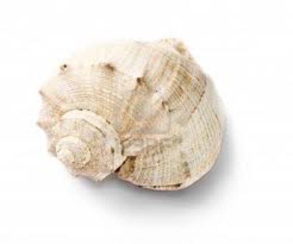 Tendai finds a ndoro