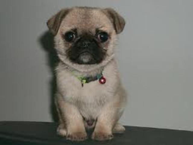 Get a pug named Charie!