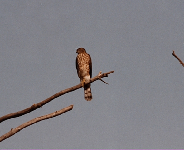 19 Feb, nineth day of big week