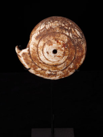 Tendai finds a true, shell ndoro