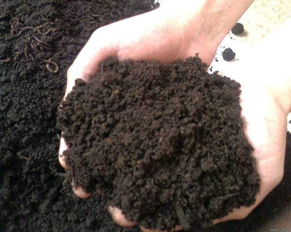 Изучение свойств почвы. Лабораторная работа