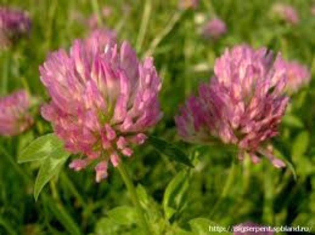 клевер краснй