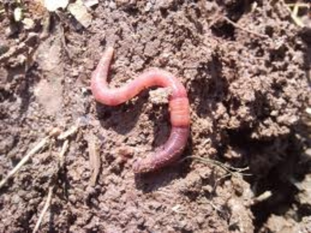 Значение дождевых червей. Исследование