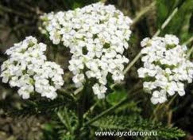 тысячелистник