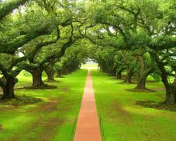 Подготовка плана участка с детьми