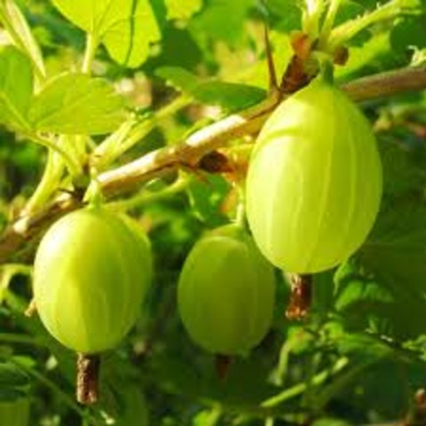 Занятия на тему Виды деревьев и растений"