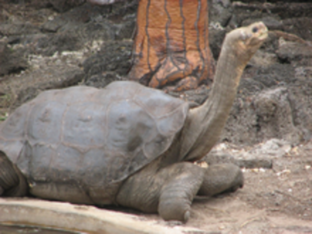 The Lonesome George