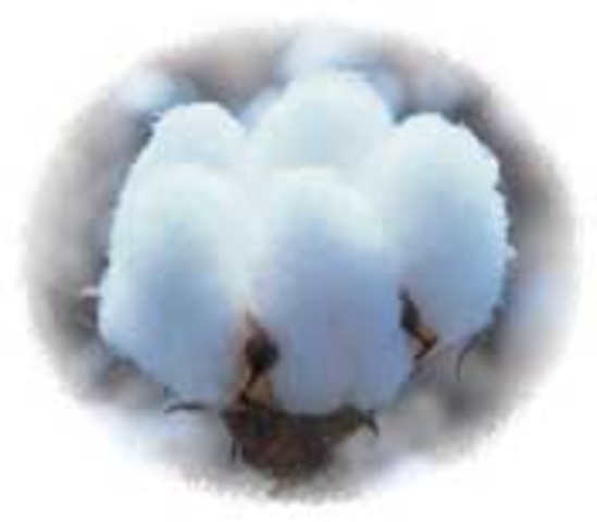 Cotton Becomes Big Crop in the US