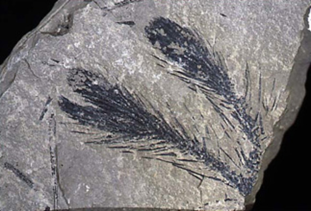 Carboniferous Period _359.2 to 299-MYA