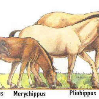Timeline: Evolution Discoveries Timeline