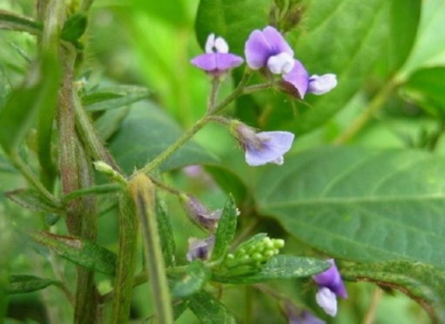 Soybean Plants Begin to Flower