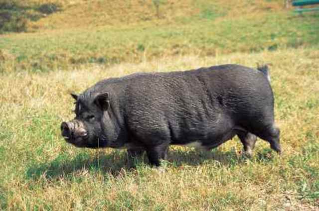 Act VI, Punishment for Hog Stealing.