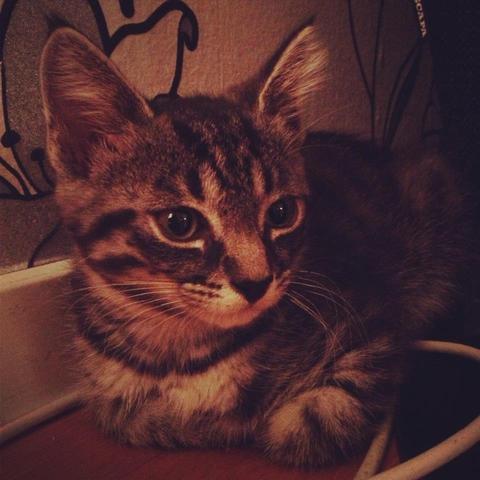 Familjen skaffar katt