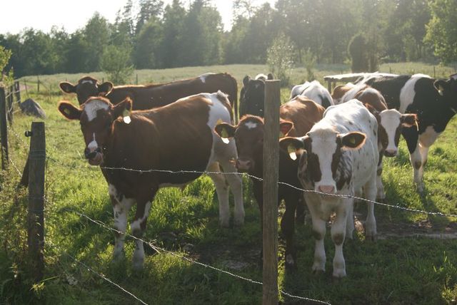 Jag spenderar mina lov på mitt landställe