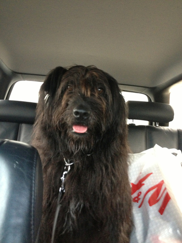 Vi hämtar hem Rufus