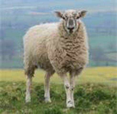 first verified mammal cloning using nuclear transfer