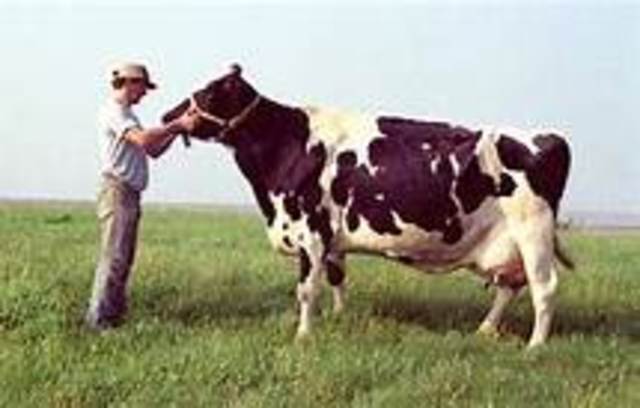 cow cloning with week-old embryo cells