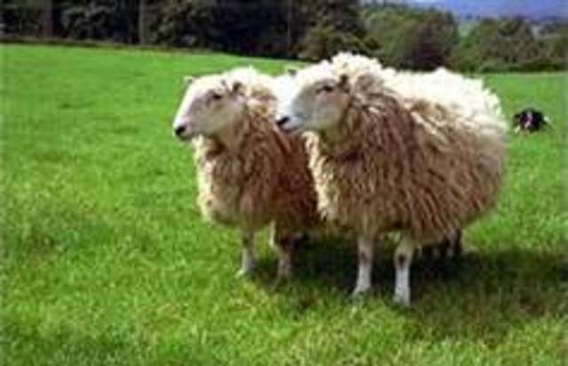 two sheep cloned