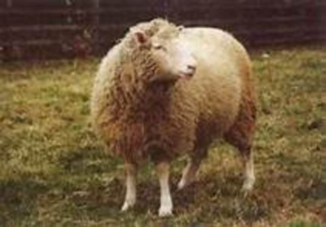Dolly is born!