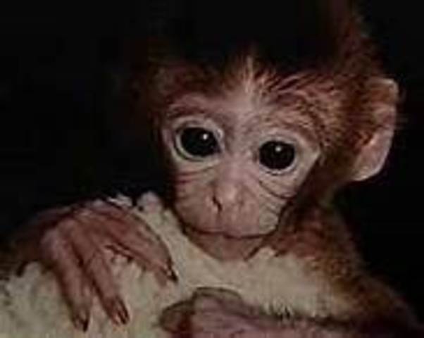 Cloned monkey Tetra brought to life