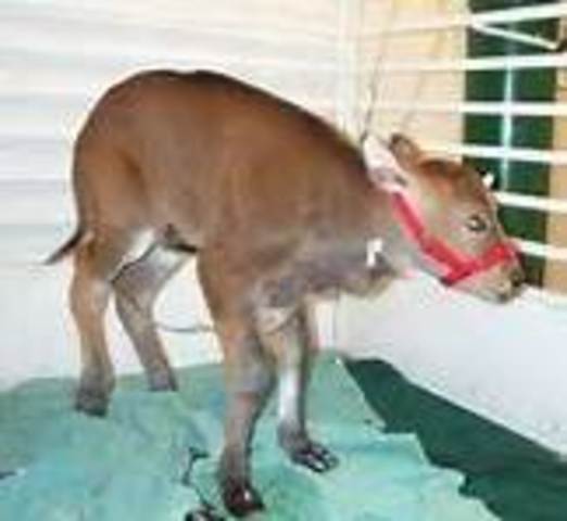 noah the ox was cloned